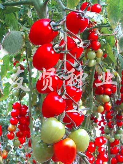 红丹―红色樱桃小番茄种子