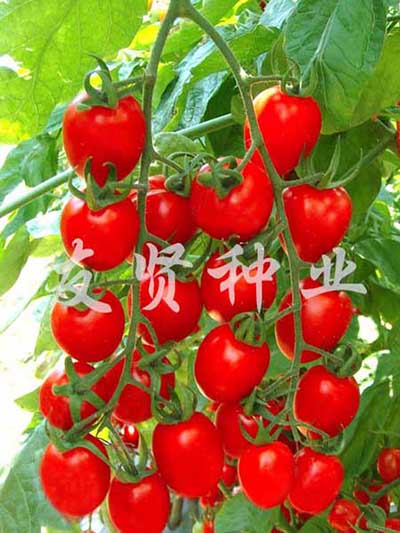 红娇女―红色樱桃小番茄种子