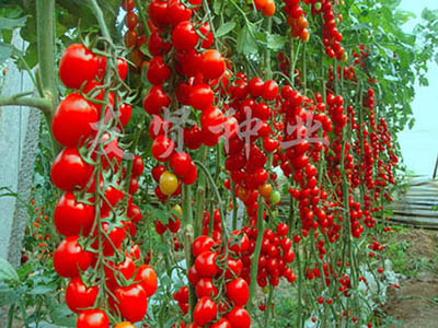 红霞―红色樱桃小番茄种子