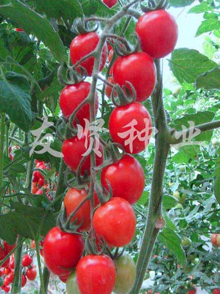 粉妮―粉色樱桃小番茄种子