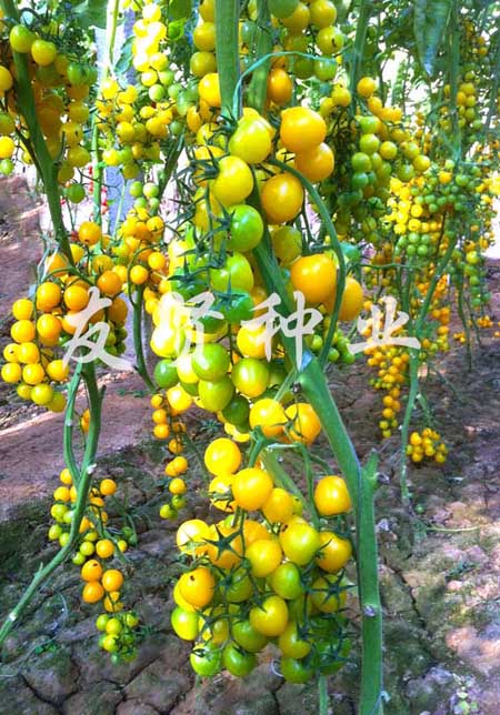 辉煌2号―黄色樱桃小番茄种子
