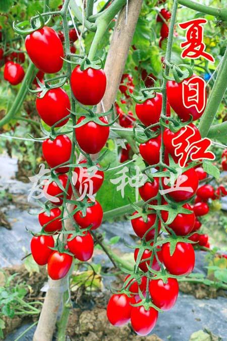 夏日红―红色樱桃小番茄种子