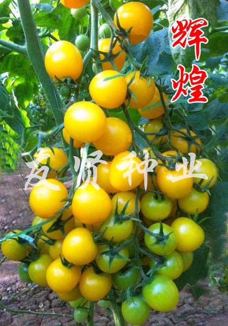 辉煌―黄色樱桃小番茄种子