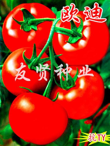 欧迪―红色大番茄种子