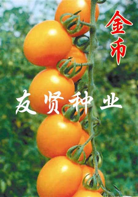 金币―黄色樱桃小番茄种子