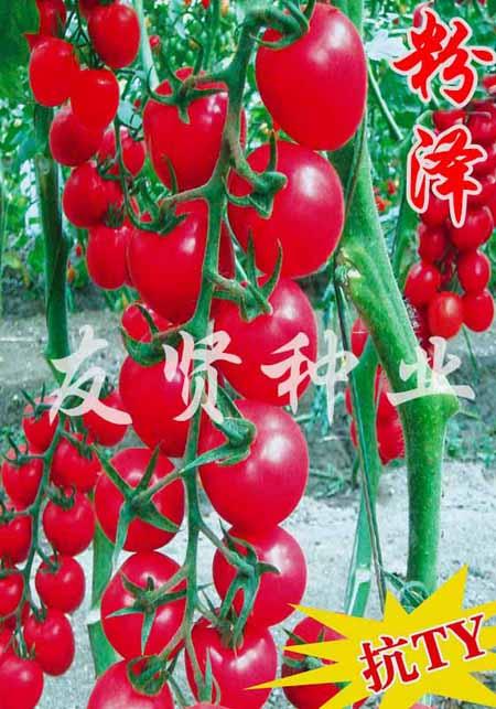 粉泽―抗TY病毒樱桃小番茄种子