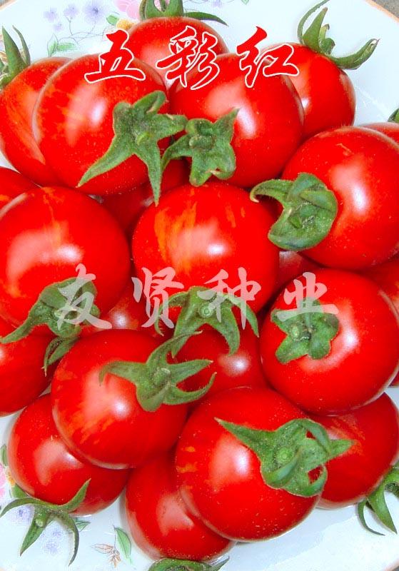 五彩红―五彩番茄种子
