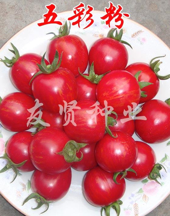 五彩粉―五彩番茄种子