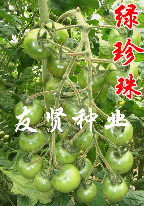 绿珍珠―绿色番茄种子