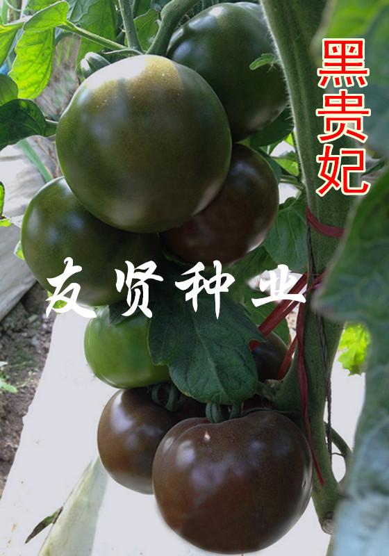 黑贵妃―黑色番茄种子