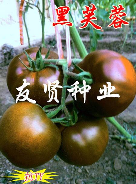 黑芙蓉―黑色番茄种子
