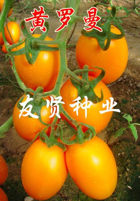 黄罗曼 ―卵型果番茄种子