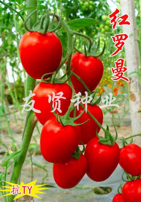 红罗曼―卵型果番茄种子
