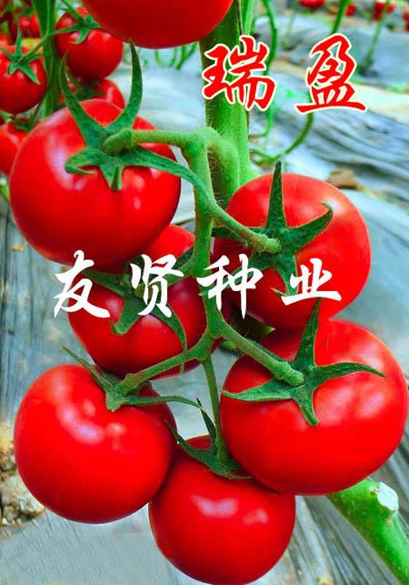 瑞盈―红色大番茄种子