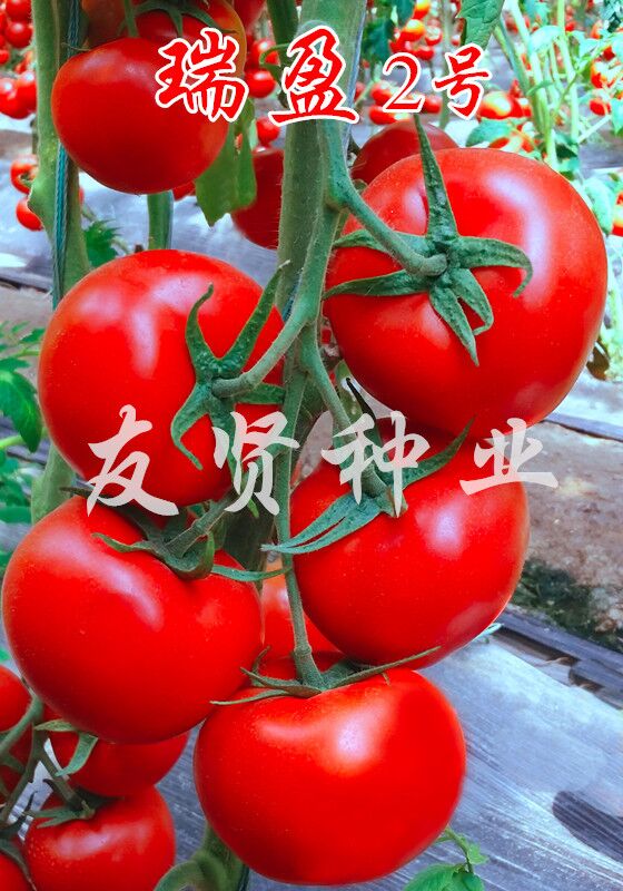 瑞盈2号――红色大番茄种子
