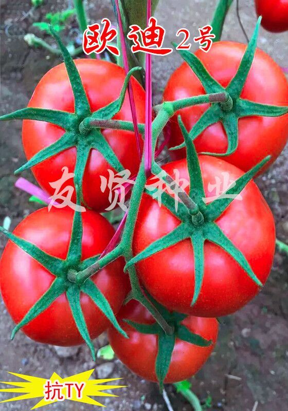 欧迪2号――红色大番茄种子