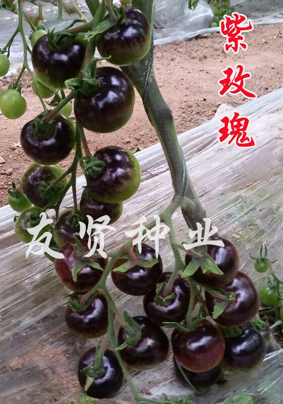 紫玫瑰―紫色番茄种子
