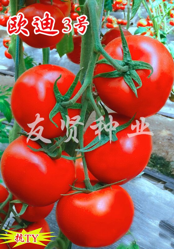 欧迪3号――红色大番茄种子