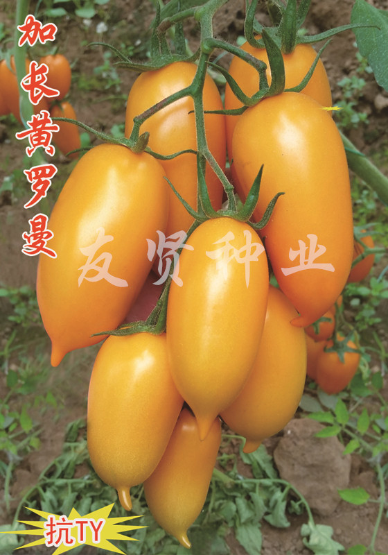 加长黄罗曼――卵型果番茄种子