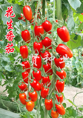 花生番茄――红色樱桃小番茄种子