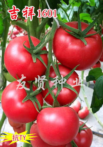 吉祥1601――粉色大番茄种子