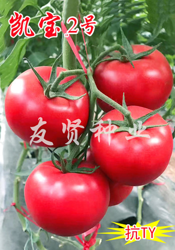 凯宝2号――粉色大番茄种子