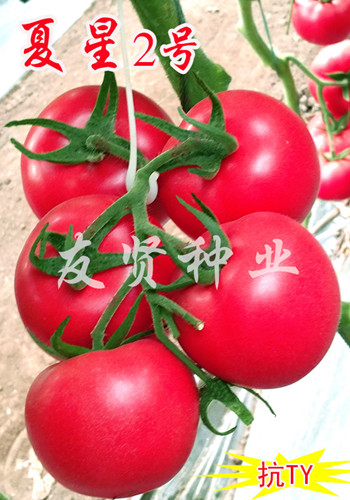 夏星2号――粉色大番茄种子