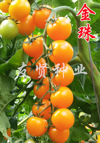 金珠――黄色樱桃小番茄种子