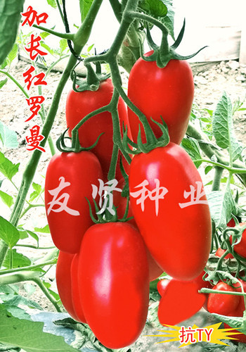 加长红罗曼――卵型果番茄种子