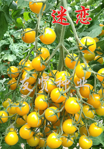 迷恋――黄色樱桃小番茄种子