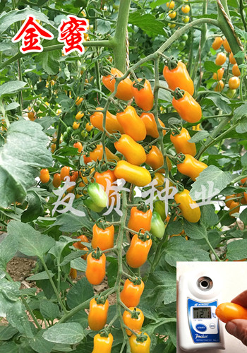 金蜜――黄色樱桃小番茄种子