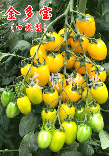 金多宝――黄色樱桃小番茄种子