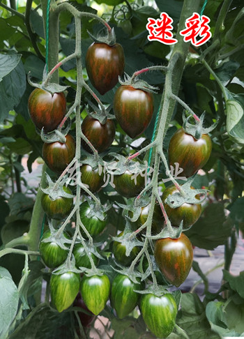 迷彩――紫色番茄种子