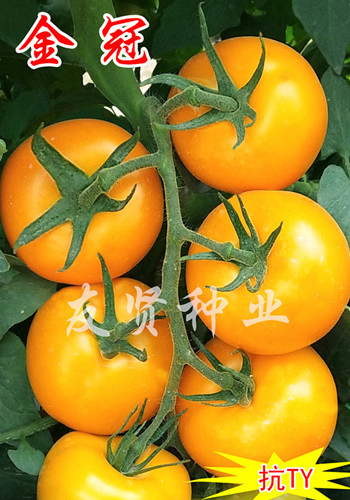 金冠――黄色大番茄种子