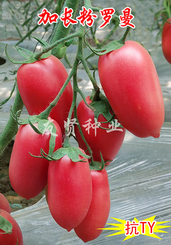 加长粉罗曼――卵型果番茄种子