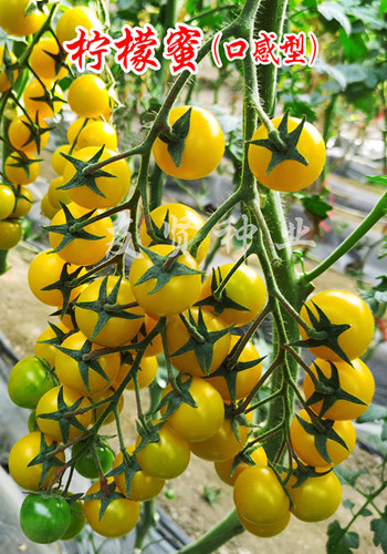 柠檬蜜――黄色樱桃小番茄种子