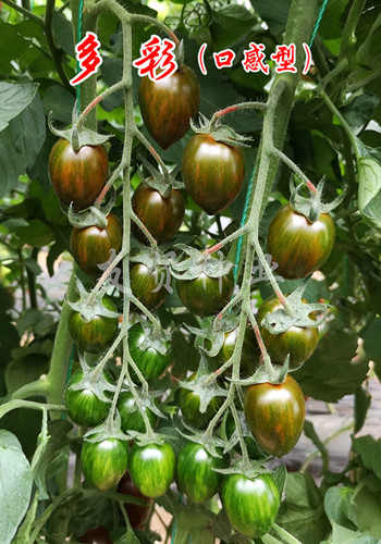 多彩――紫色番茄种子