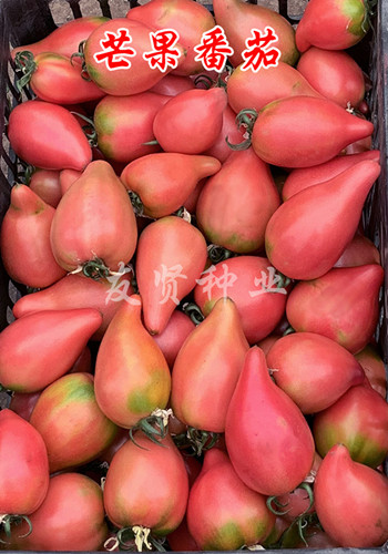 芒果番茄――卵型果番茄种子