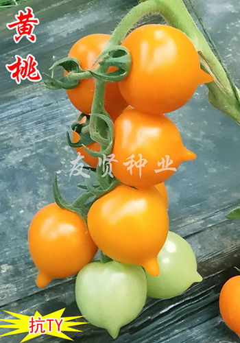 黄桃――黄色樱桃小番茄种子