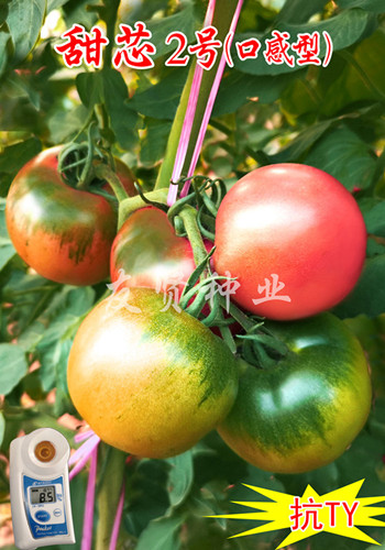 甜芯2号――粉色大番茄种子