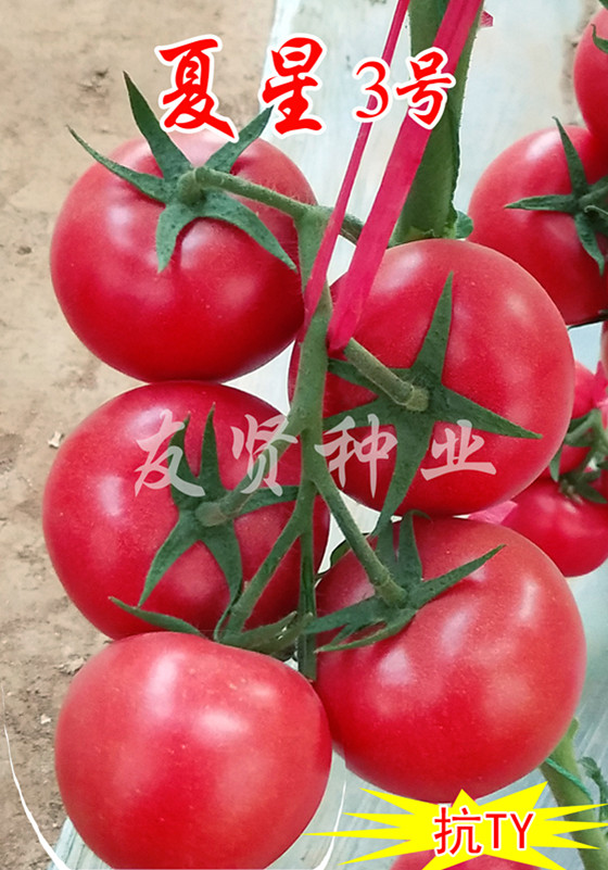 夏星3号――粉色大番茄种子
