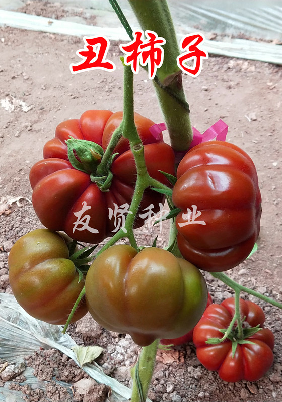 丑柿子――紫色番茄种子