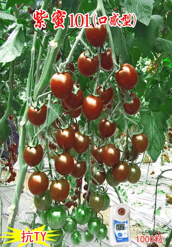 紫蜜101番茄种子西红柿种子